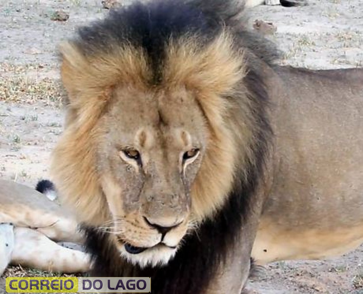 Cecil Cecil