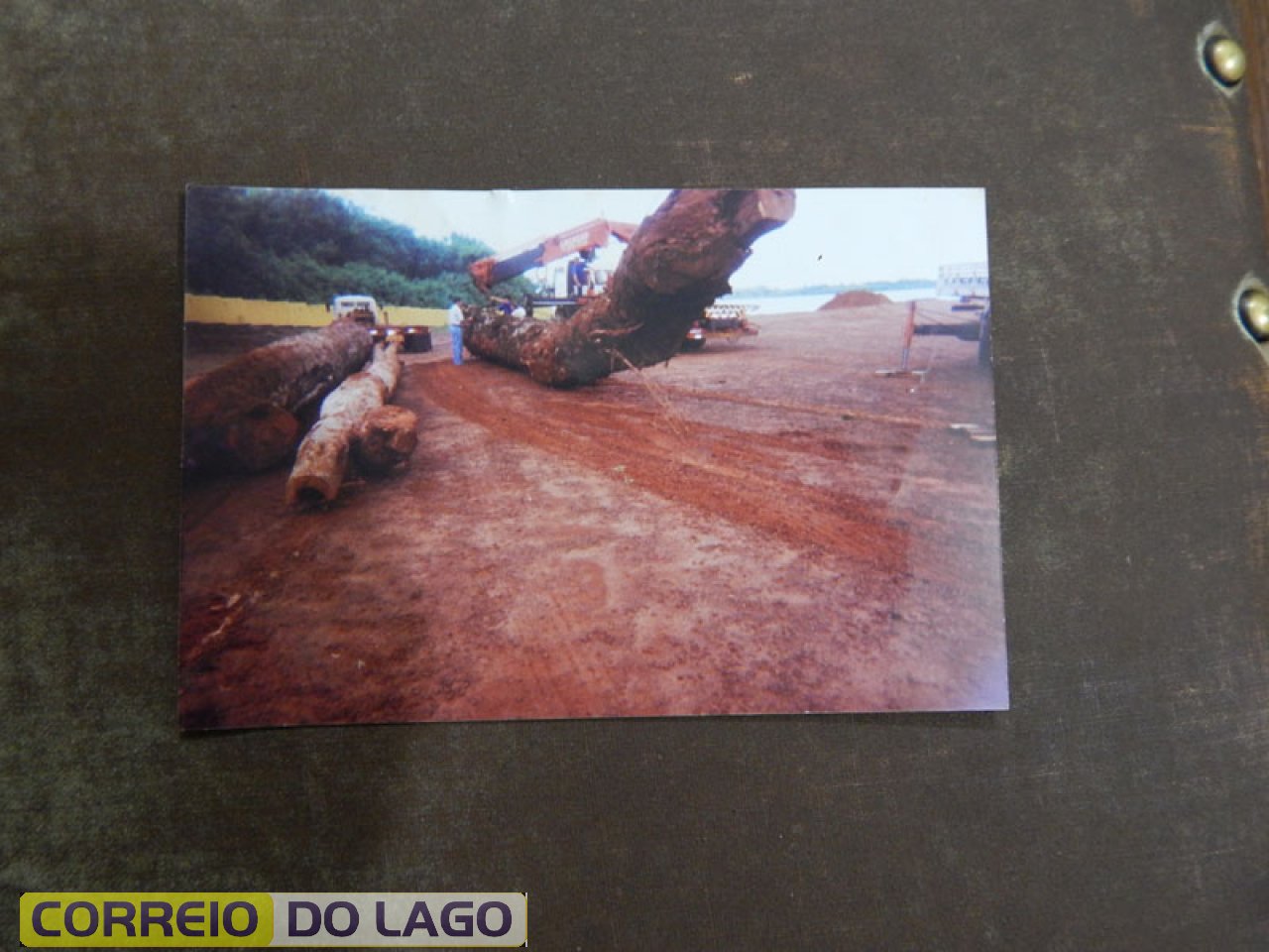 Monumento a Árvore - José Carvalho da Silva foi o responsável na escolha das mesmas. Monumento a Árvore - José Carvalho da Silva foi o responsável na escolha das mesmas.