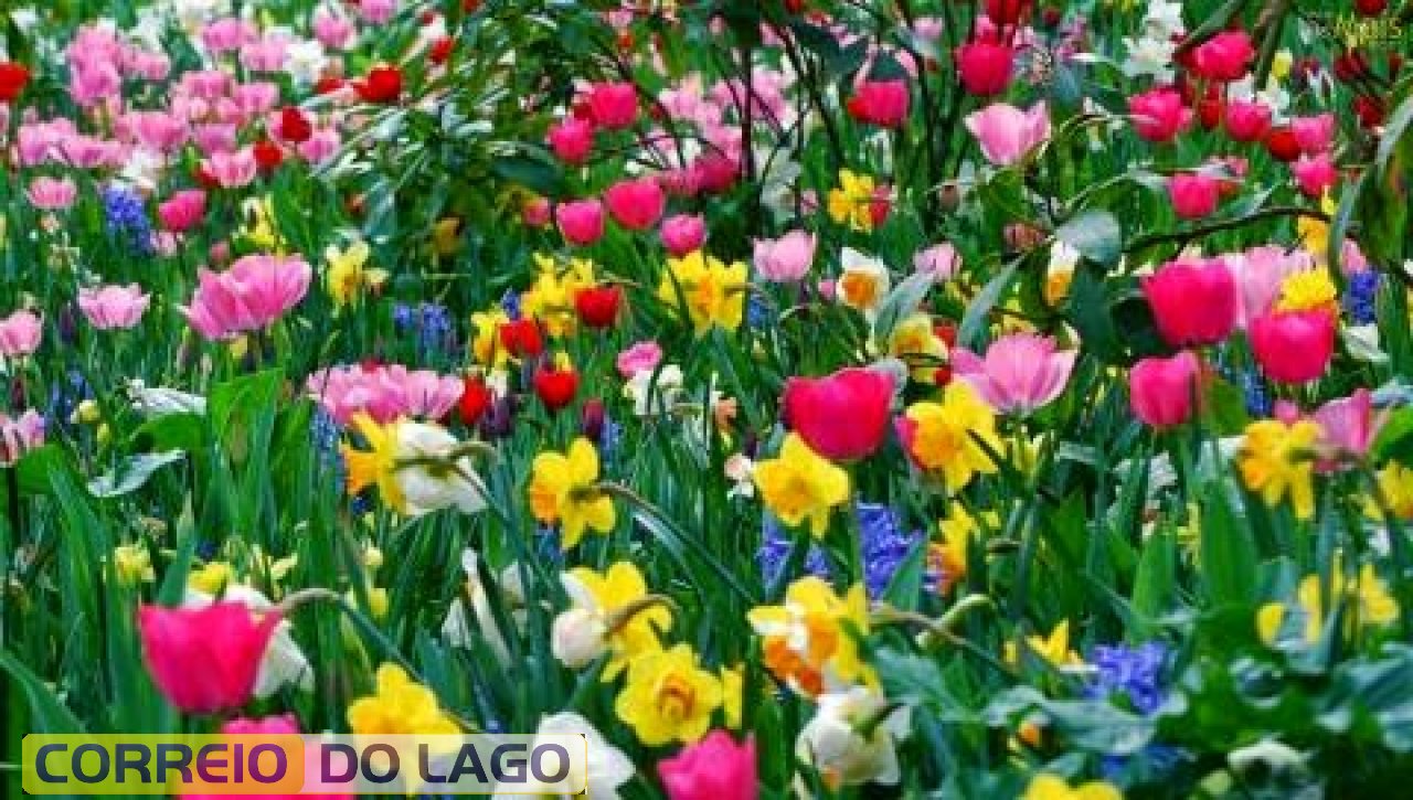 Flores... Flores...