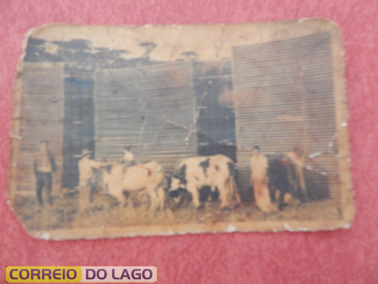 Bois carreiros de Pedro Ribeiro da Cruz. Aparece segurando o filho José G.da Cruz (3 anos de idade).  1ª pessoa a esquerda da foto - Moisés R da Cruz e o último José Vidal Queiróz, cunhado de Pedro Ribeiro. Ano desta foto 1953.