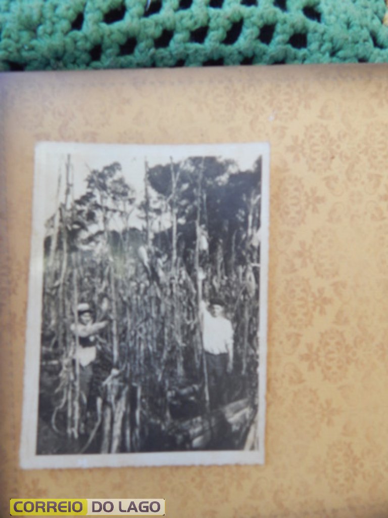 Milho pronto para ser colhido na propriedade dos Bender Linha Vergueiro (S. Clemente-1965). Na foto os irmão Bender - Bronildo da esquerda; direita Delmar. Milho pronto para ser colhido na propriedade dos Bender Linha Vergueiro (S. Clemente-1965). Na foto os irmão Bender - Bronildo da esquerda; direita Delmar.