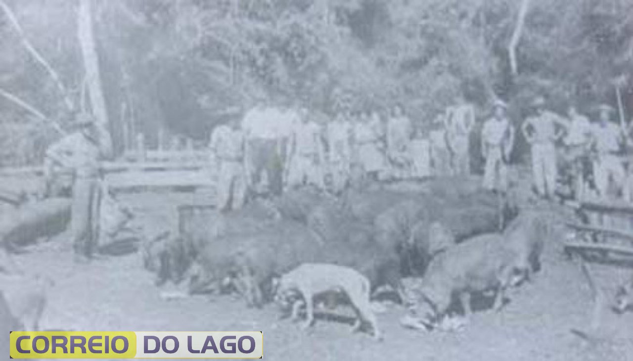 Braço do Norte, em 1968. Safra de porcos pertencentes a André Rabaiolli. Presentes também Marcelino, Germano e Maximino Rabaiolli. A criação de porcos foi uma atividade econômica onipresente no meio rural santa-helenense. Inicialmente os porcos eram criados para consumo familiar, sendo mais tarde comercializados com os mercados consumidores do Paraná e São Paulo.