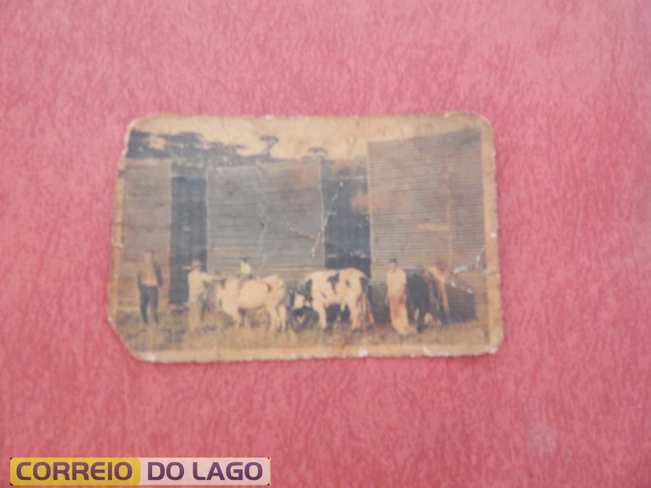 Nomes dos bois de canga - ponteiros Mineiro e Gaúcho - meio Pintado e Manchado - últimos Bonito e Bem Feito. José Granima da Cruz aparece sobre um dos animais. Seguro pelo pai Pedro R. da Cruz. Ano 1953 Marmeleiro (Sudoeste PR).