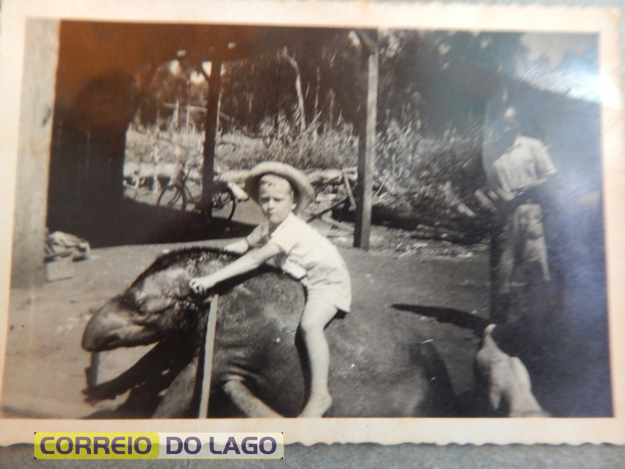 Anta- Animal silvestre abatido quando passava no pátio dos Arend