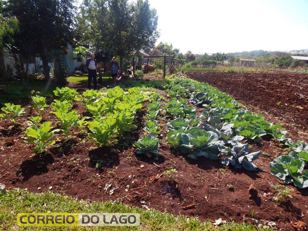 Visão ampliada da horta de Martino e Teresinha