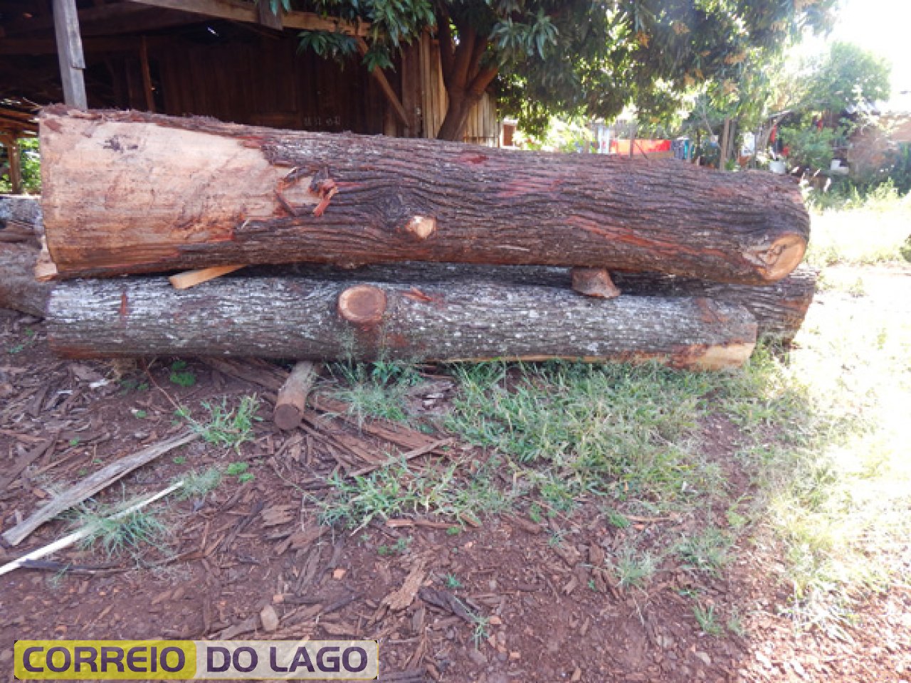 Eucalipto e grevílea