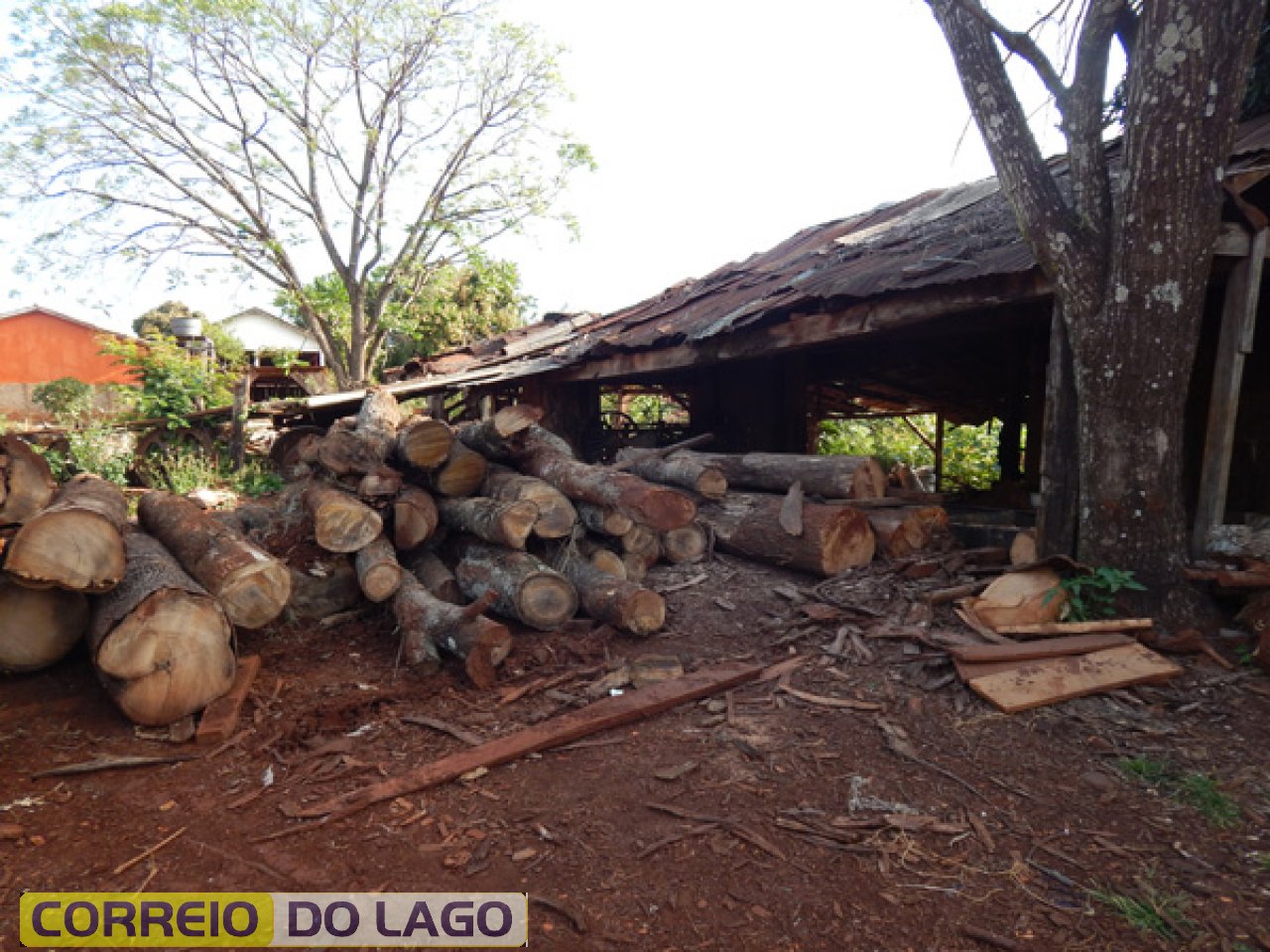 Madeiras de eucalipto. Foto de out. 2014