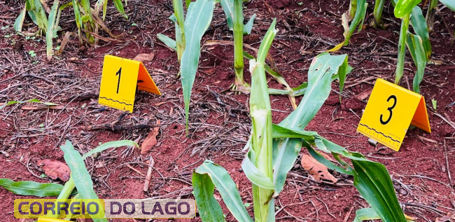 Oops Notícia Foz Ná Hora