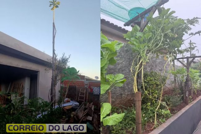 Pés de couve no noroeste do Paraná chegaram a 6 e 3 metros. — Foto: Cedidas/Milton Borges Gonçalves/ Marilene Barbosa Delgado